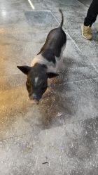 -神奇动物撸宠馆·羊驼·小浣熊·异宠(豫园店)