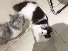 -怪兽屋·羊驼·猫咖·狗咖(俊华广场店)