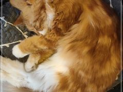-平行世界·猫咖(首经贸店)
