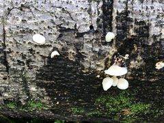 景点-瑞丽独树成林风景区