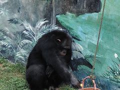 -西霞口神雕山野生动物世界