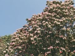 -贵州百里杜鹃风景名胜区