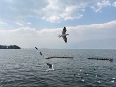 -大理洱海