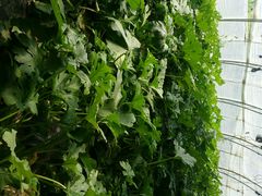 android_upload_pic-万源龙顺度假庄园生态观光园