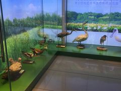 -大湾区中央湿地公园