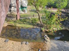 -广东惠东海龟国家级自然保护区