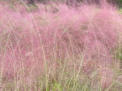 -白鹭湾湿地公园