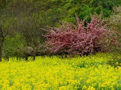 -苏州上方山国家森林公园