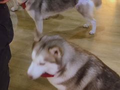 -Husky Go! 哈士奇体验馆·宠物咖啡厅狗咖