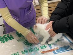 -瑞派宠物医院·24h·骨外科·皮肤科·全科宠物医疗转诊中心(沈阳浑南院)
