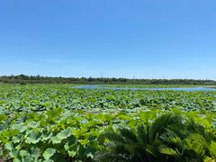 -上海海湾国家森林公园