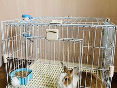 -楼上猫咖(罗湖店)