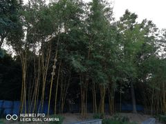 -清湖文化公园