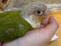 -吉丁鸟咖·异宠·寄养