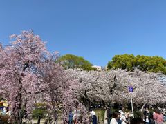 -名古屋城