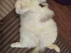 -MOCHA明星猫咖(田子坊店)