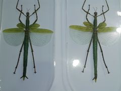 -上海昆虫博物馆