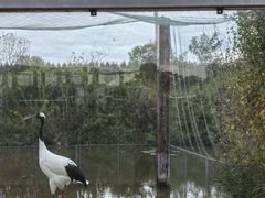 -盐城丹顶鹤湿地生态旅游区