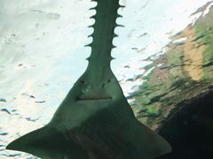 -瑞普利水族馆