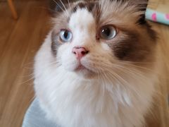 -滚猫咖啡·猫咖·猫友好撸猫(未来城店)