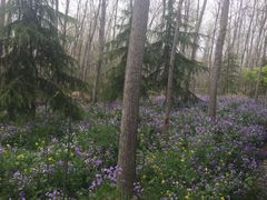 -合肥滨湖国家森林公园