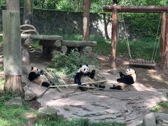 -都江堰中华大熊猫苑