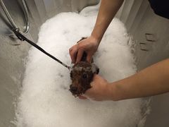 -PETKIT小佩宠物(古北店)