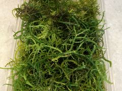 -Isla Sugbu Seafood City