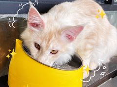 -70cat德文卷毛猫·缅因猫纯种猫舍