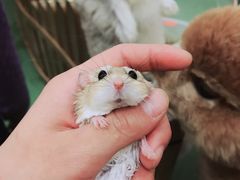 -藦茜花园宠物主题亲子互动体验馆(国顺东路店)