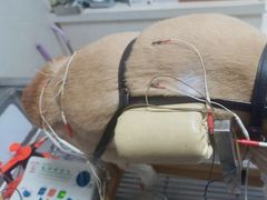 -关爱动物医院·心脏·中兽医·异宠(金牛路分院)