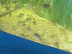 -沙沙哗啦海洋馆(华宇百花谷店)