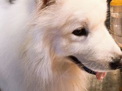 -more than meow吴止猫主题餐厅(承德 中船汇店)