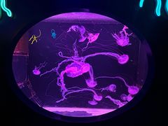 -珠海长隆海洋王国