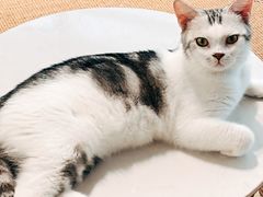 -Heymao猫咖.咖啡厅(东门店)
