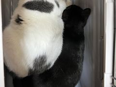 -阿荣24H宠物医院·综合型转诊中心·CT·核磁影像中心