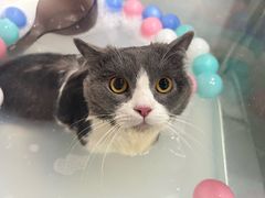 -车接车送·寄养洗护·德文猫舍(大宁店)