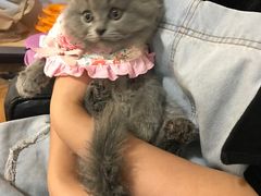 -喵zoo家庭繁育猫舍(尖东智能花园店)