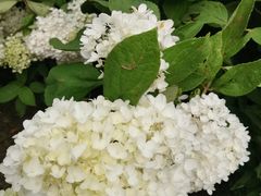 -黑龙江省森林植物园