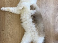 -1013 PET SHOP精品宠物商店(丁香店)