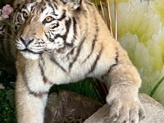 -西霞口神雕山野生动物世界