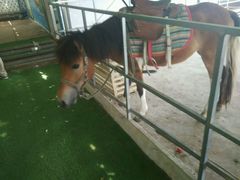 -万源龙顺度假庄园生态观光园