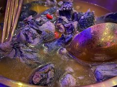 -Darling Queen·Mini·Live·House