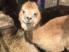 -意大利农场度假村