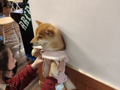-豆柴町-柴犬主题狗咖(红鼎国际C座店)
