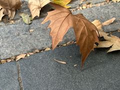 -集雅GATHERING咖啡(武康路店)