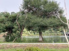 -白鹭湾湿地公园