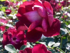 -人民公园(罗湖区)