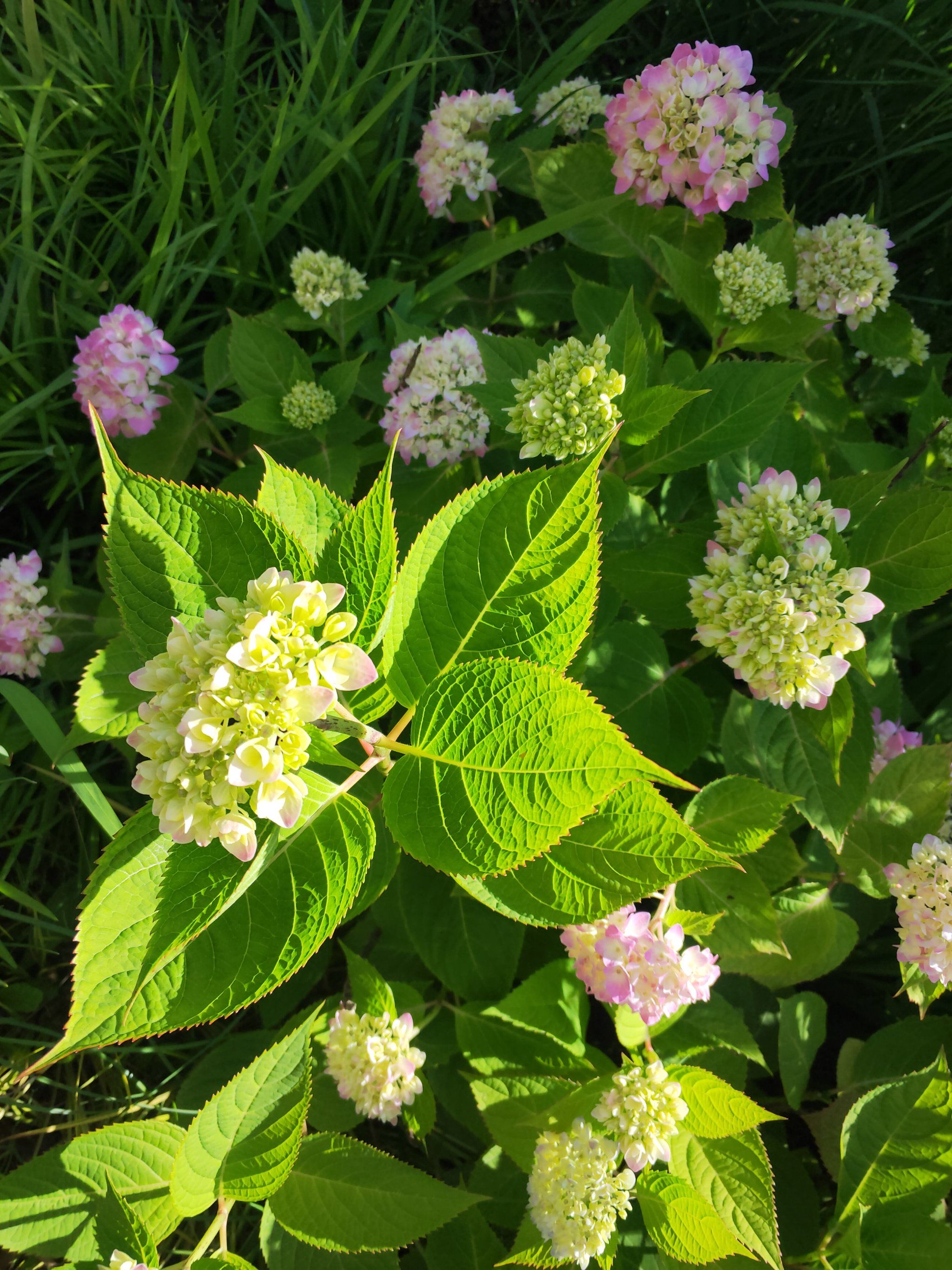 绣球花花花情报在这里