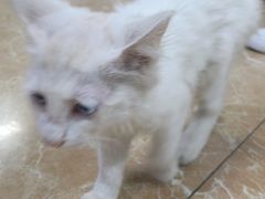-A猫a狗全科·犬猫异宠·芥西宠物医院(南开总院)